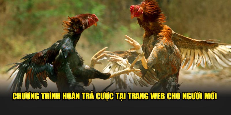 Chương trình hoàn trả cược tại trang web cho người mới