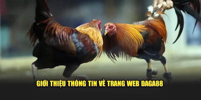 Giới thiệu thông tin về trang web Đá Gà 88