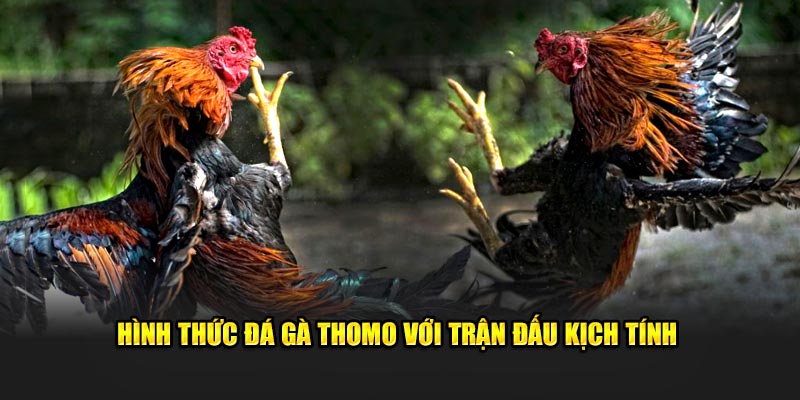 Hình thức đá gà Thomo với trận đấu kịch tính