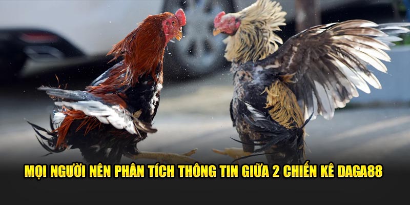 Mọi người nên phân tích thông tin giữa 2 chiến kê Đá Gà 88