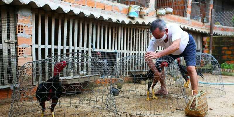 Cần có chế độ chăm sóc, ăn uống phù hợp cho gà