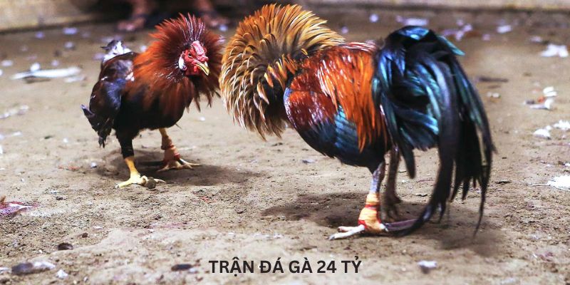 Trận đá gà 24 tỷ