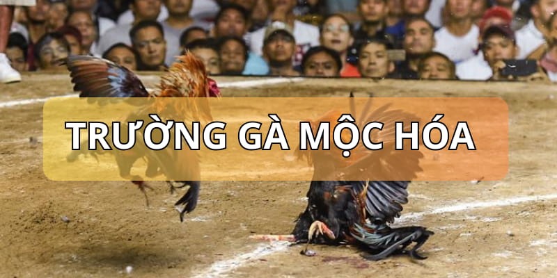 Trường gà Mộc Hóa - Địa điểm nổi tiếng tại Việt Nam