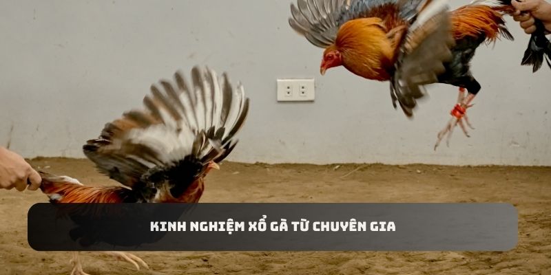 Kinh nghiệm xổ gà đơn giản và hiệu quả từ chuyên gia