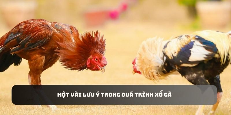 Một vài lưu ý trong quá trình luyện tập cho kê chiến bạn cần lưu ý