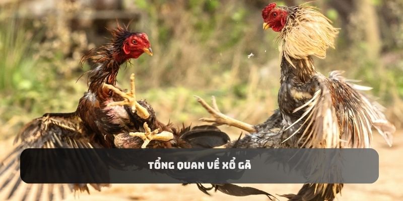 Tìm hiểu về phương pháp luyện tập cho chiến kê - Xổ gà